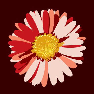 Daisy Flower Illustration. Vector Background. clipart