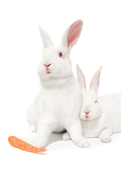 White bunnies on white — Stock Photo, Image