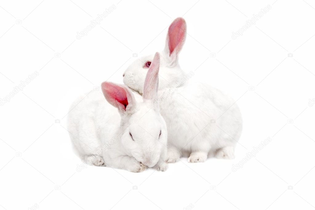 White bunnies on white