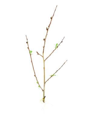 Rooting tree cutting clipart