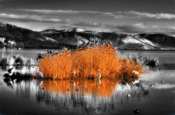 Sjön med pelikaner — Stockfoto