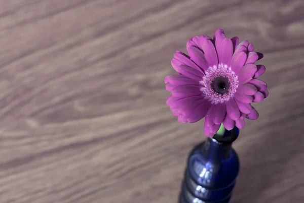 Vazo üzerindeki mor gerbera