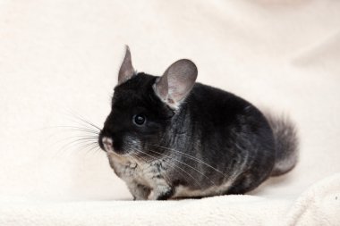 Chinchilla parlak zemin üzerine