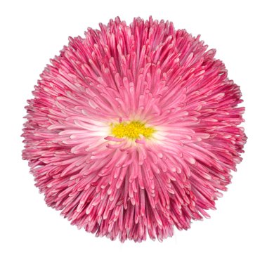 Pink Daisy Flower with Yellow Center Isolated on White clipart