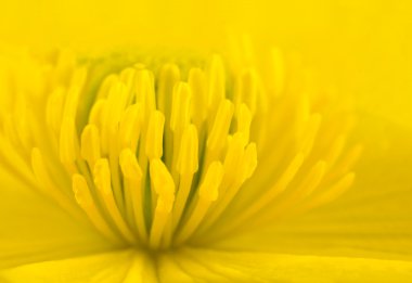 Macro of Yellow Marsh Marigold Flower Center clipart