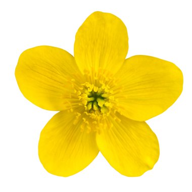Marsh Marigold Yellow Flower Isolated on White clipart