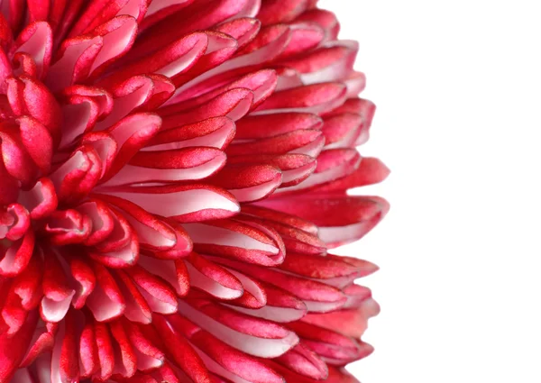 Detalhes de pétalas vermelhas da flor da margarida isoladas no branco — Fotografia de Stock