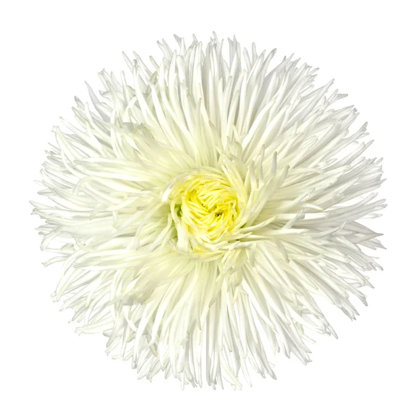 Bílá sedmikráska květ izolované na bílém — Stock fotografie
