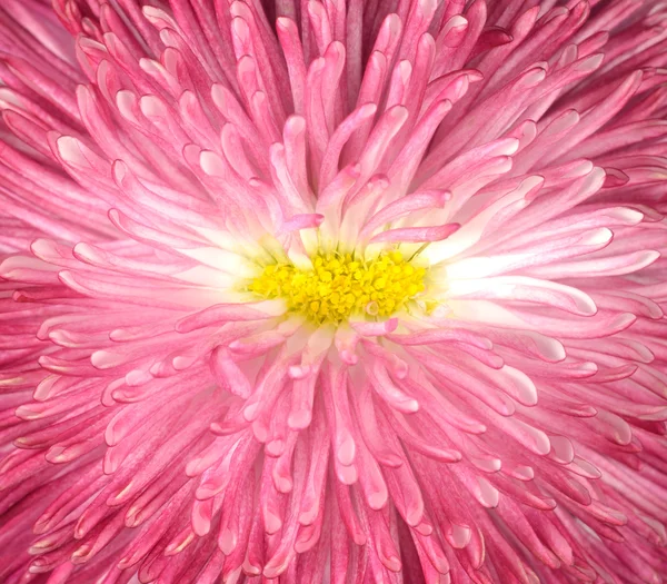 Macro de flor de margarita rosa con centro amarillo — Foto de Stock