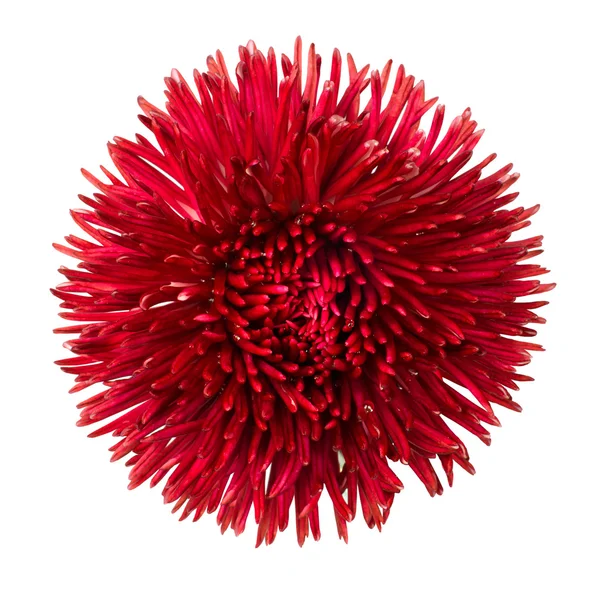 Tête de fleur de marguerite rouge isolée sur blanc — Photo