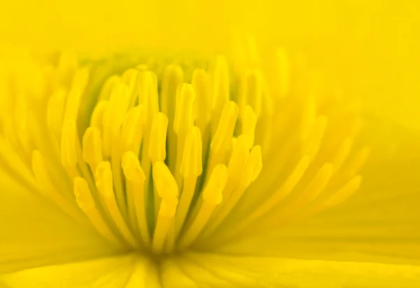 stock image Macro of Yellow Marsh Marigold Flower Center