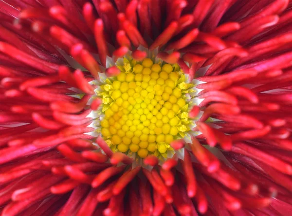 Flor Margarida vermelha com centro amarelo Macro — Fotografia de Stock