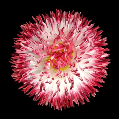 Red and White Perennial Daisy Isolated on Black clipart