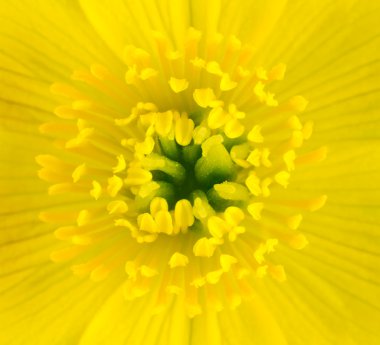 Macro of Yellow Marsh Marigold Flower Center clipart