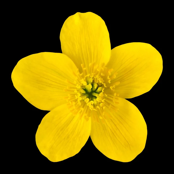 Marsh Marigold Yellow Flower Isolated on Black — Stock Photo, Image