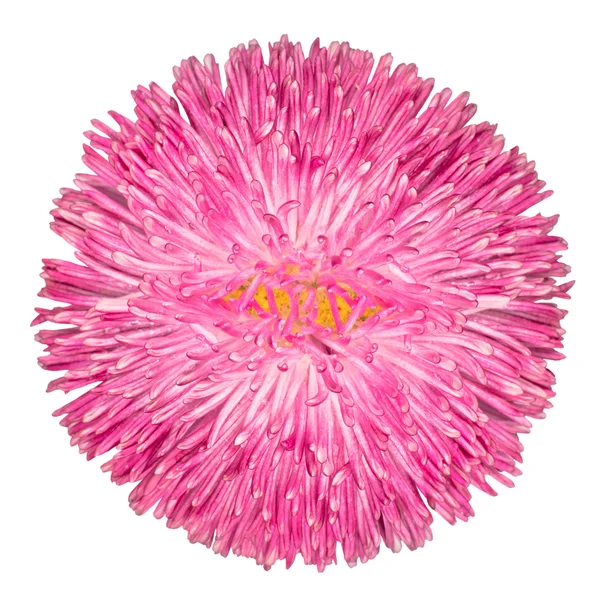 Roze overblijvende daisy bloem met gele center geïsoleerd — Stockfoto