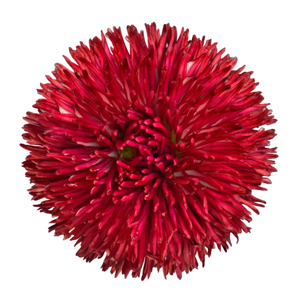 Rode overblijvende daisy flower geïsoleerd op witte achtergrond — Stockfoto
