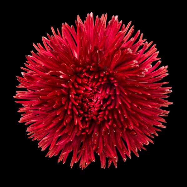 Red Daisy Flower Head Isolated on Black