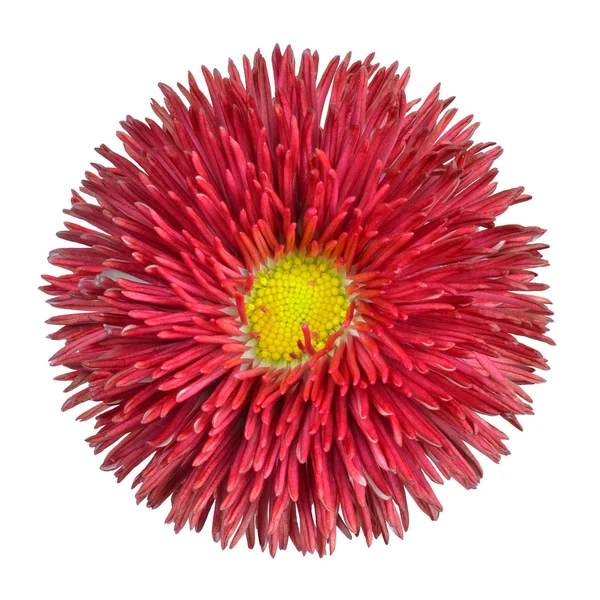 Červená sedmikráska květ hlava se žlutým centrem izolované — Stock fotografie