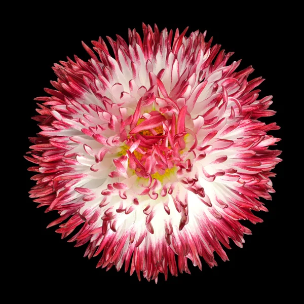 Röd och vit perenn daisy isolerade på svart — Stockfoto