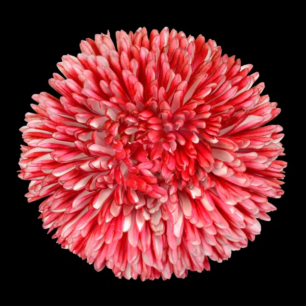 Margarita perenne flor roja, pétalos rosados aislados en negro —  Fotos de Stock
