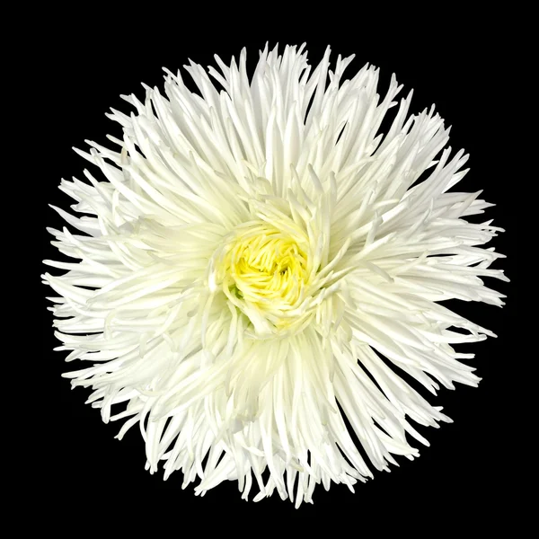 与黄色中心隔离在黑色白色雏菊花 — 图库照片