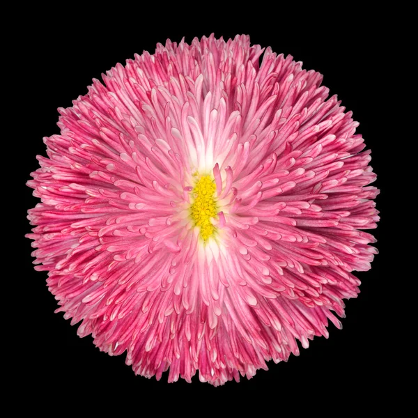 Siyah üzerine izole pembe perennial papatya çiçeği — Stok fotoğraf