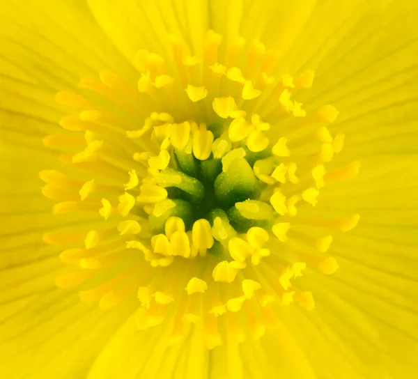 Macro van gele marsh Goudsbloem bloem center — Stockfoto