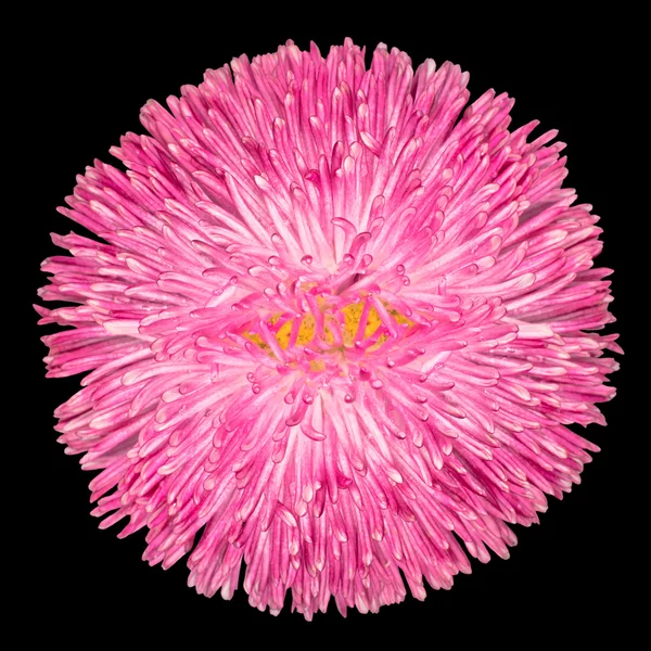 Розовый цветок с желтым центром на черном — стоковое фото