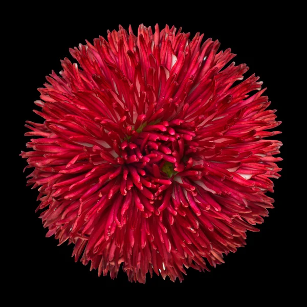 Linda flor de margarida vermelha isolada no preto — Fotografia de Stock