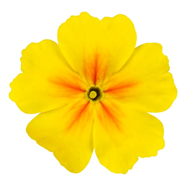 Gele primrose bloem macro geïsoleerd op wit — Stockfoto