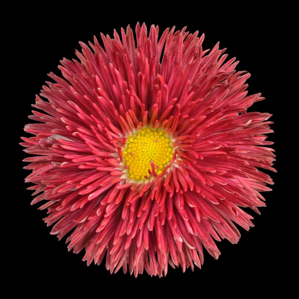 Rode overblijvende daisy flower hoofd met gele center geïsoleerd — Stockfoto