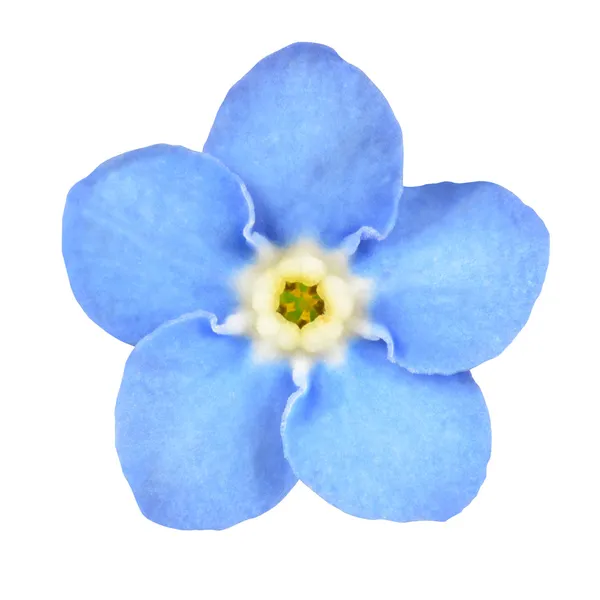 Забудь-меня-не-синий цветок, изолированный на белом — стоковое фото
