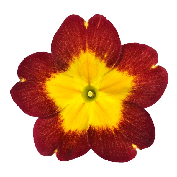 Rode primrose bloem met gele center geïsoleerd op wit — Stockfoto