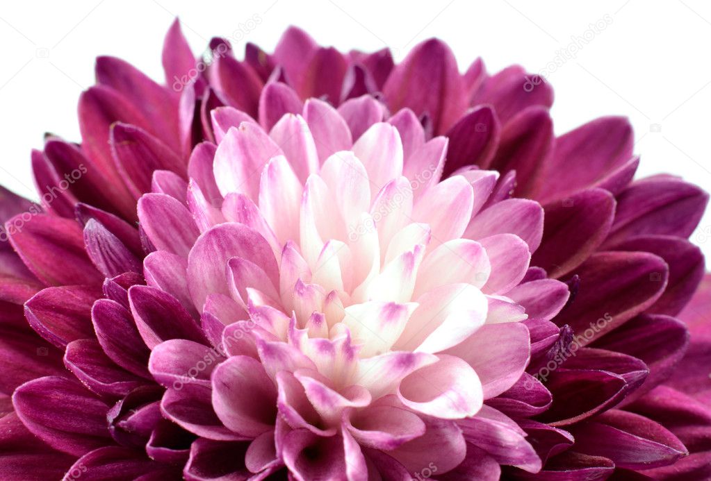 Purple Chrysanthemum Flower Isolated on White