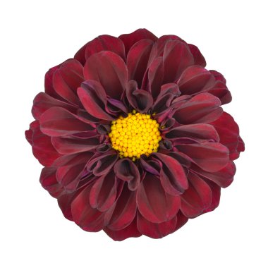 Red Dahlia Flower with Yellow Center Isolated clipart