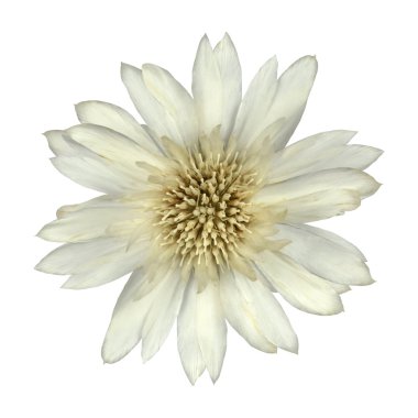 White Cornflower Like Flower Isolated clipart