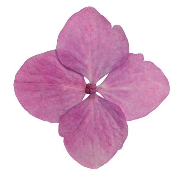 고립 된 단일 핑크 수 국 꽃 — 스톡 사진