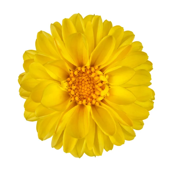 Flor Amarelo Dahlia Isolado em Branco — Fotografia de Stock