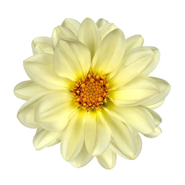 Білий Далія квітка жовтого центр ізольовані — стокове фото