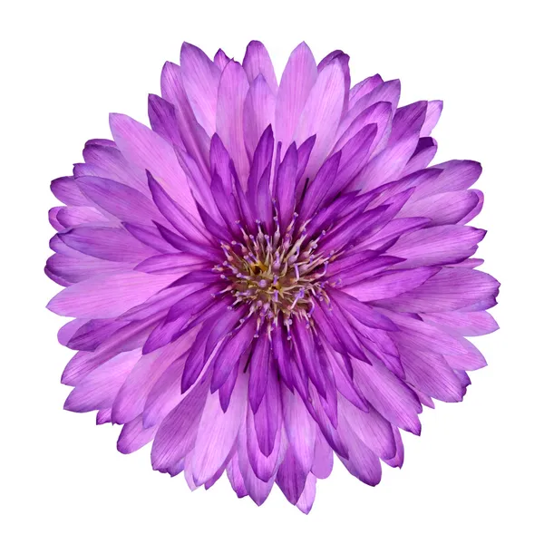 Cornflower como flor púrpura rosa aislado Imagen de stock