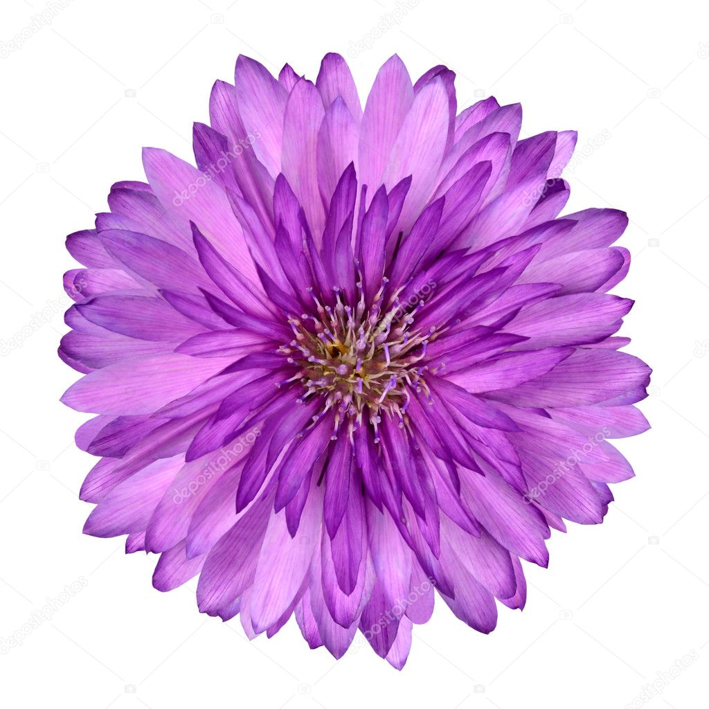 Cornflower like Pink Purple Flower Isolated