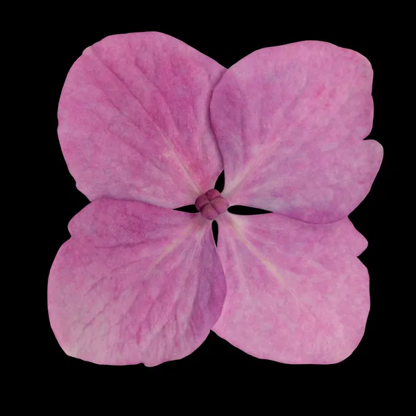 黒に分離された 1 つのピンクのアジサイ花 — ストック写真