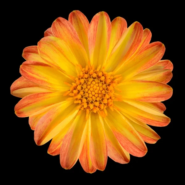 Fleur Dahlia aux pétales jaune orangé Isolé — Photo