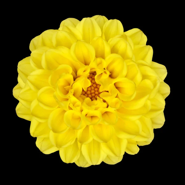 Flor de Dahlia - Pétalos amarillos con centro amarillo aislado —  Fotos de Stock