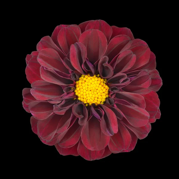 Red Dahlia Flower with Yellow Center Isolated — Stock Photo, Image