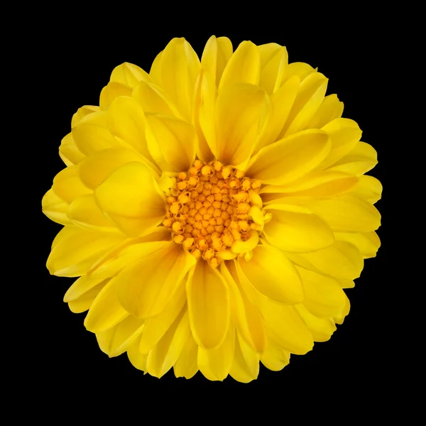 黄色大丽花花与黄色中心隔离 — 图库照片