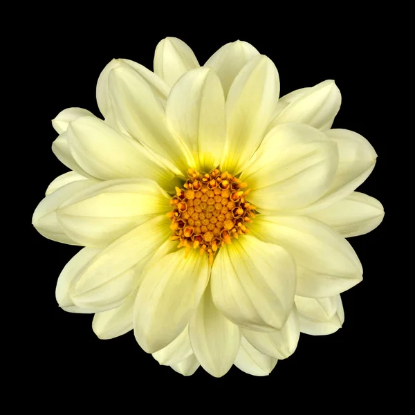 Weiße Dahlienblüte mit gelbem Zentrum isoliert — Stockfoto
