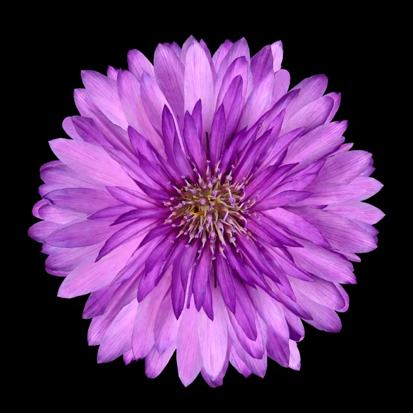 Cornflower como rosa e flor roxa isolado — Fotografia de Stock