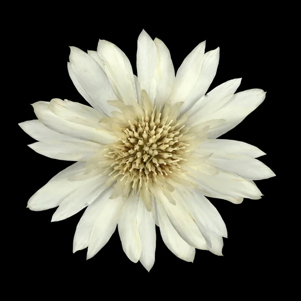 White Cornflower Like Flower Isolated on Black